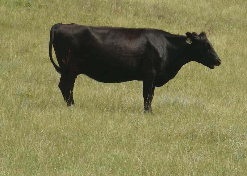 ANGUS X HOLSTEIN Cattle, Cow & Ranching Community